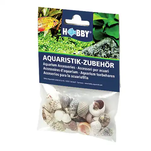 Kracherpreis HOBBY Natur Sea Shells Set S (20 Stück)